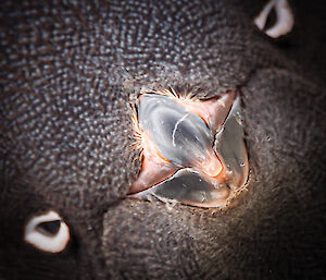 A close up picture of a penguins beak, showing dark textured skin, a glossy dark but pale beak and round dark eyes.