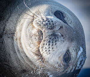 The face of a seal lying down on the sea ice