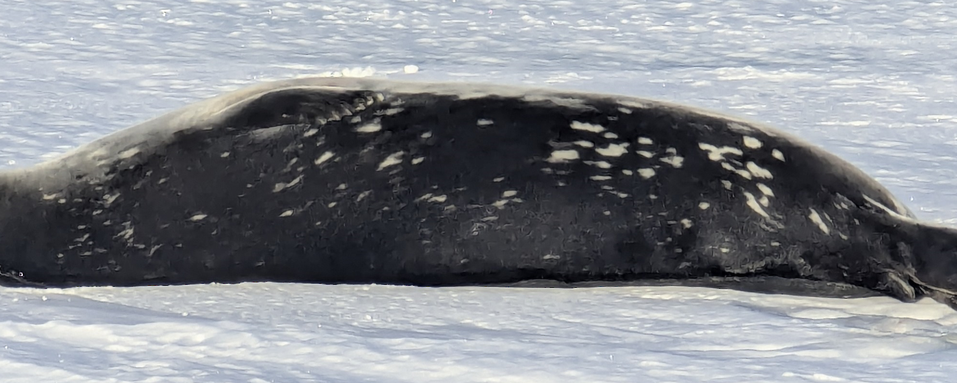 A dark grey Weddell seal lies on its back on the ice