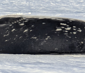 A dark grey Weddell seal lies on its back on the ice