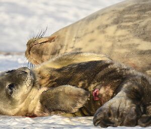 Female Weddell seal and pup on the sea ice at Mawson