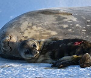 Weddell seal female dozing while pup pose for camera on the sea ice near Mawson