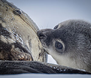 A grey fluffy seal pup feeds from its mother