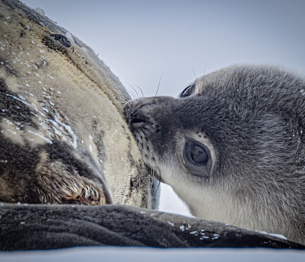 A grey fluffy seal pup feeds from its mother