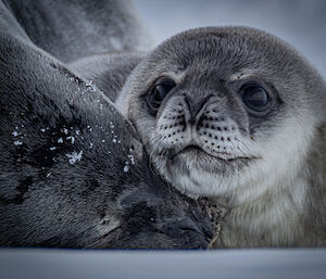 Seal pup snuggle against mothers head