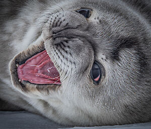 Feisty seal pup close up with mouth wide open