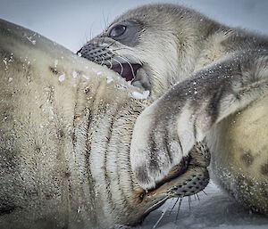 Playing seal pup playfully gnaws at mother
