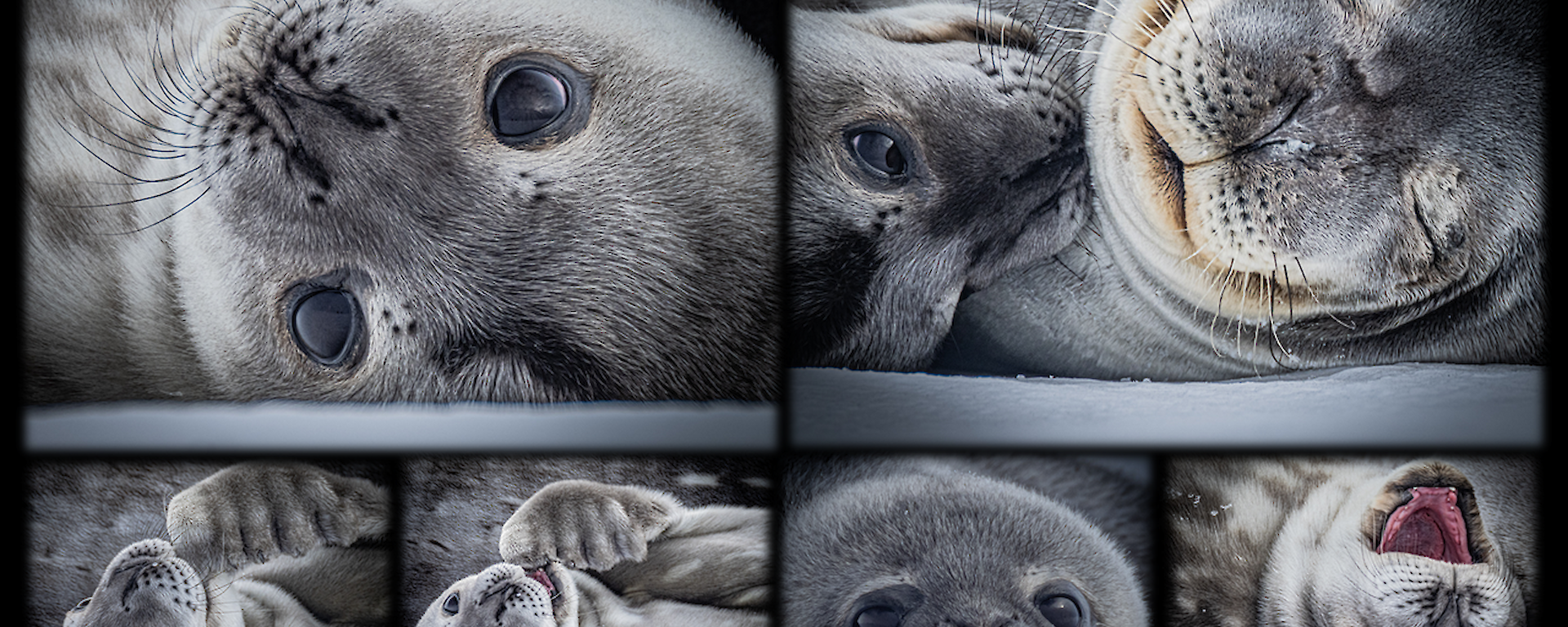 a collation of images of a pup seal pictured close up with big beady eyes, playfully and affectionately with mother