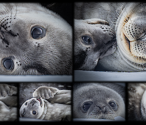 a collation of images of a pup seal pictured close up with big beady eyes, playfully and affectionately with mother