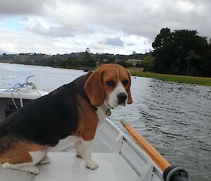 Milo - Terry's dog aboard a small boat looks back to the camera.