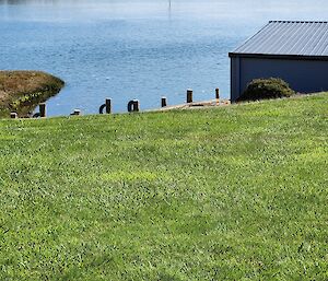 a photo of green grass shoreline down to a still lake in Australia.