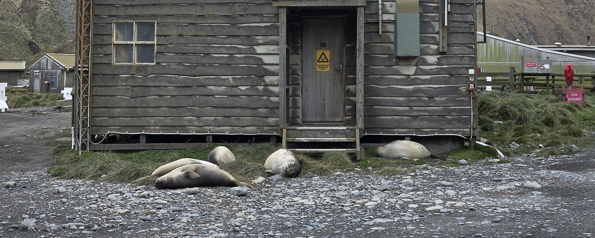 A group of seals lying near the steps of a buildings