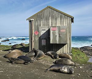 A group of seals lying outside a building