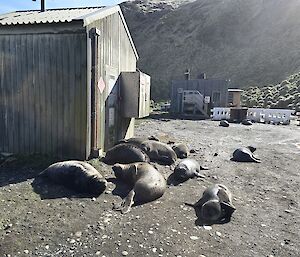 A group of seals lying outside station buildings