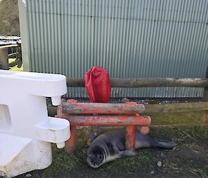 A weaner lies near the station's fire infrastructure