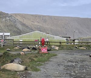 A groupf of seals lying outside buildings