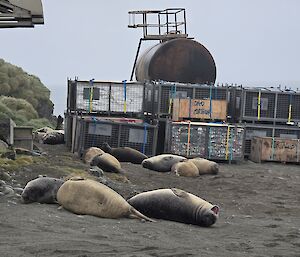 A groupf of seals lying outside buildings