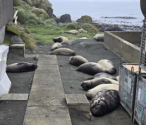 A group of seals lying outside buildings