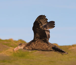 A giant petrel in flight