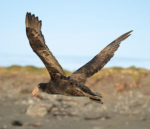 A giant petrel in flight