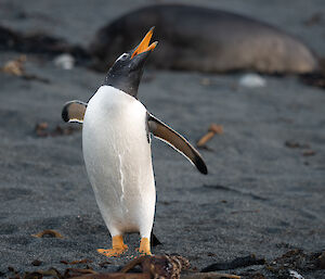 A gentoo penguin standing on black sand