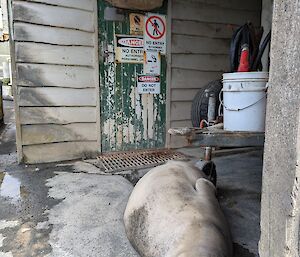Weaner elephant seal lies at the entry way to the old station brewery