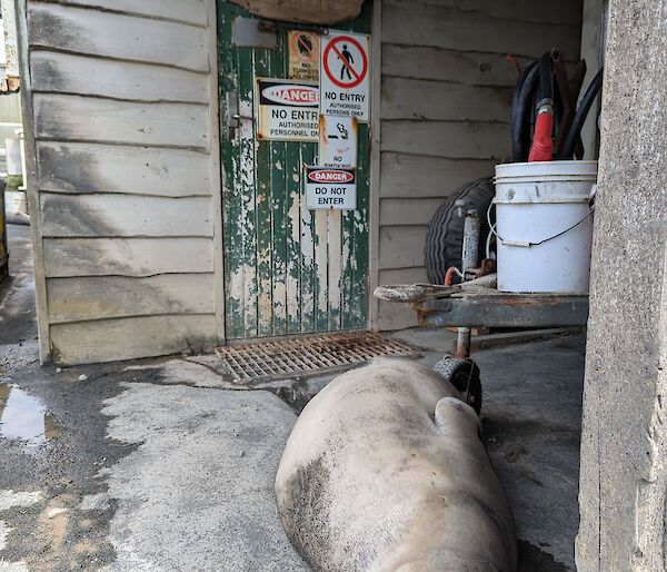 Weaner elephant seal lies at the entry way to the old station brewery