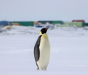 Emperor penguin on sea ice in front of Davis Station