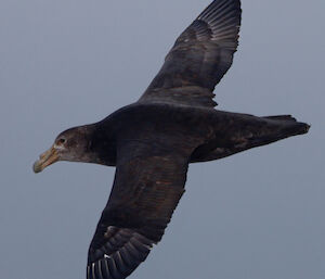 A large brown petrel flying in through the air