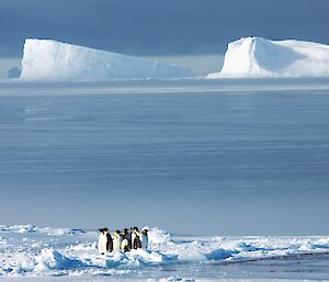 penguins on sea ice with large icebergs in background