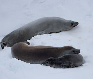 Two adult seals and a pup on the sea ice