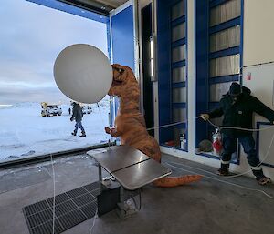 The dinosaur actor leaves the balloon launch building acting out a balloon launch