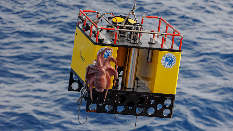 A box-shaped yellow instrument hanging above the ocean with a large orange octopus attached to one side.