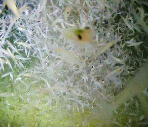 Illuminated krill swimming near the seafloor
