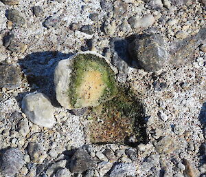 Close up of cyanobacteria on a rock