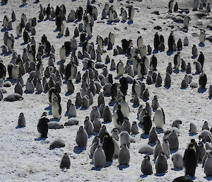 Close up of 100-200 penguins, with a mix of adults and chicks of various sizes. Some of the chicks are lying down in the snow as it is a sunny afternoon with little wind