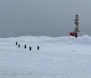 Five Adelie penguins in the centre of the image walking away. The Casey directions sign to the right with the Australian flagpole adjacent. Snow covers the ground. A grey low vis day fills the background.