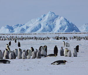 A small part of the Auster emperor penguin colony. The chicks are now nearly as large as some of the adults and starting to fledge out their adult plumage. Note the predatory skua to the right.