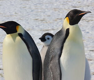 Two adults with a large chick at the Auster emperor penguin colony this week