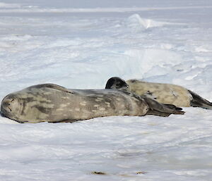 A female Weddell seal and pup. The pup is over half the size of the female already.