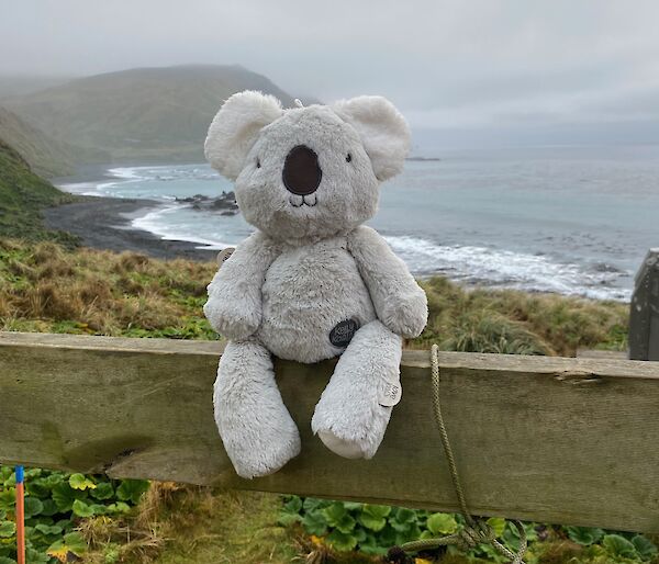 Koala toy sits on verandah railing with view of coastline behind