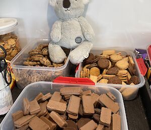 Koala toy sits on kitchen bench on three containers of biscuits