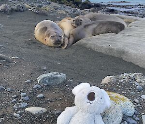 Koala toy on beach with group of elephant seals behind and in the distance a ship