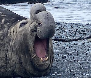 Large male elephant seals roars with mouth wide open