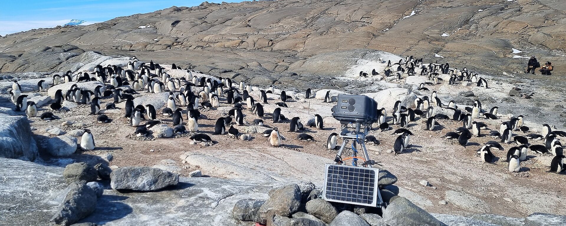 A remotely operated camera with a solar panel sits operates close to a penguin colony.