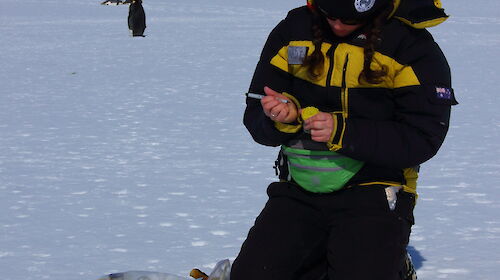 A woman kneels on ice and marks a yellow-topped plastic container with a black pen. There are penguins in the background.