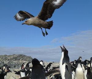 A skua hovers over an Adelie penguin colony.