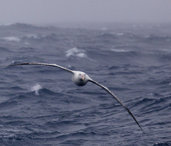 A wandering albatross soars above the ocean.