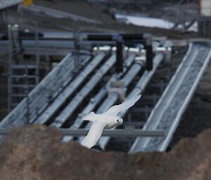 Looking down on a snow petrel looking up with site services (water and sewage pipes) in the background at Mawson recently