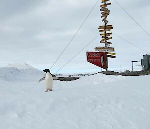 Image of penguin standing beside the famous Casey sign (Signpost with arrows to multiple desitnations). Foreground is snow, background is of horizon and cloudy sky.